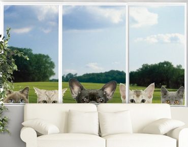 Fensterfolie - Fenstersticker No.273 Katzen mit Hundeblick - Fensterbilder