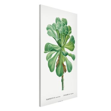 Magnettafel - Botanik Vintage Illustration Grüne Sukkulente I - Memoboard Hochformat 4:3