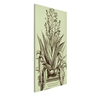 Magnettafel - Vintage Aloe Vera Americana Major - Memoboard Hochformat 4:3