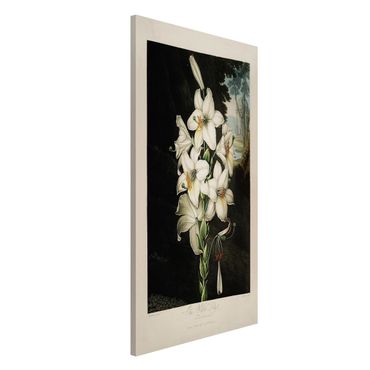 Magnettafel - Botanik Vintage Illustration Weiße Lilie - Memoboard Hochformat 4:3
