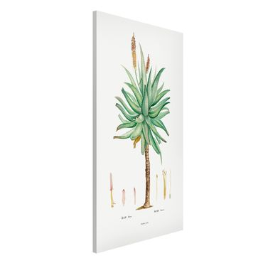 Magnettafel - Botanik Vintage Illustration Aloe - Memoboard Hochformat 4:3