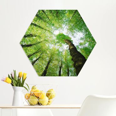 Hexagon Bild Forex - Bäume des Lebens