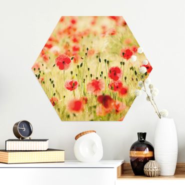 Hexagon Bild Alu-Dibond - Summer Poppies
