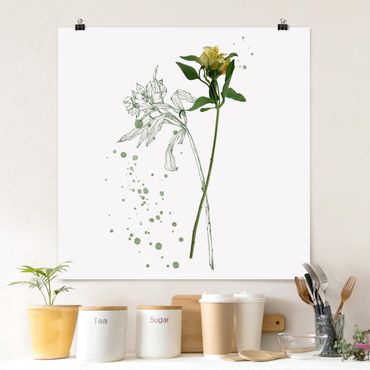 Poster - Botanisches Aquarell - Lilie - Quadrat 1:1