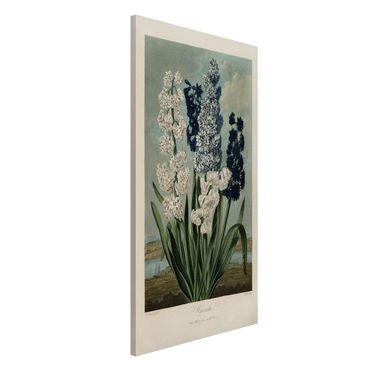 Magnettafel - Botanik Vintage Illustration Blaue und weiße Hyazinthen - Memoboard Hochformat 4:3