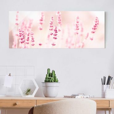 Glasbild - Zartrosaner Lavendel - Panorama
