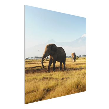 Alu-Dibond Bild - Elefanten vor dem Kilimanjaro in Kenia