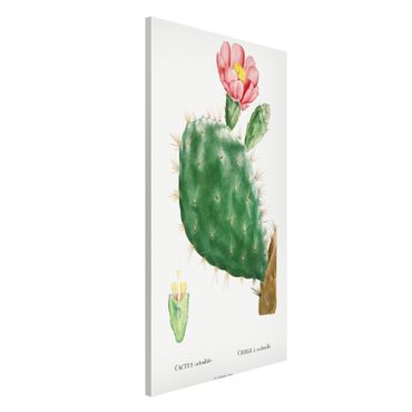 Magnettafel - Botanik Vintage Illustration Kaktus Rosa Blüte - Memoboard Hochformat 4:3