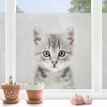 Fönsterfilm - Baby Cat Killi
