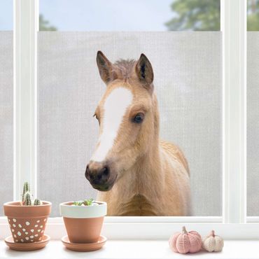 Fönsterfilm - Baby Horse Philipp