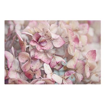 Canvastavla - Close-Up Pink Hydrangea
