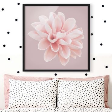 Bild mit Rahmen - Dahlie Blume Lavendel Rosa Weiß - Quadrat