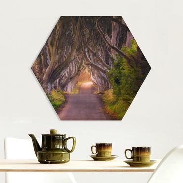 Hexagon Bild Forex - Tunnel aus Bäumen