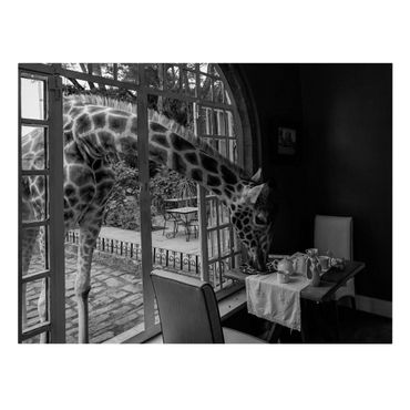 Canvastavla - Breakfast with Giraffe