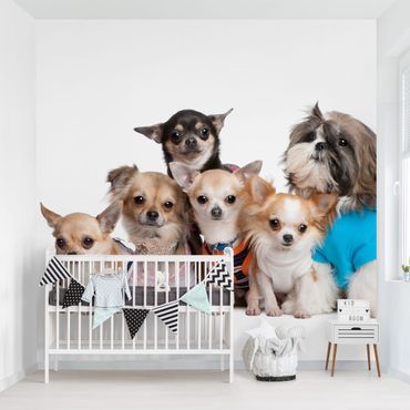 Fototapete - Fünf Chihuahuas und ein Shi