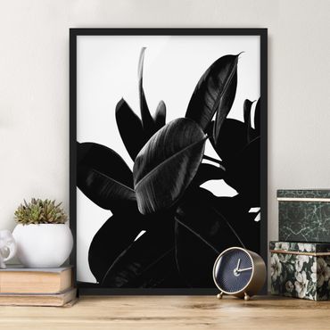 Bild mit Rahmen - Gummibaum Blätter Schwarz Weiß - Hochformat