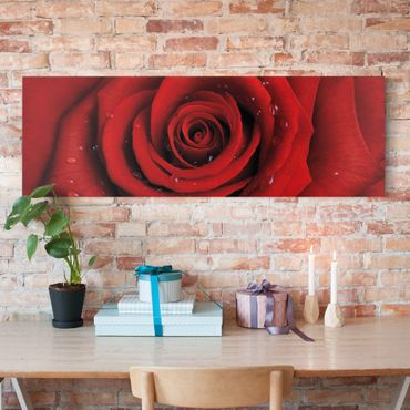 Leinwandbild - Rote Rose mit Wassertropfen - Panorama Quer