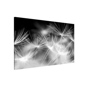 Magnettafel - Bewegte Pusteblumen Nahaufnahme auf schwarzem Hintergrund - Memoboard Panorama Hoch