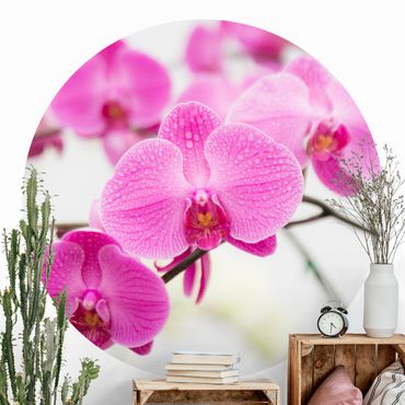 Runde Tapete selbstklebend - Nahaufnahme Orchidee