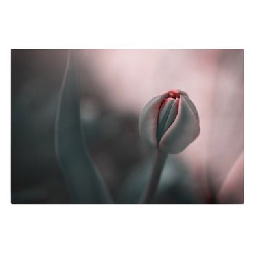Canvastavla - Sensual Tulip