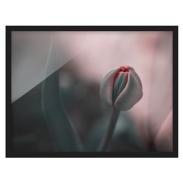 Tavla med ram - Sensual Tulip