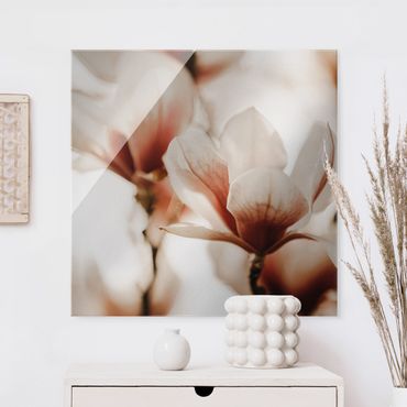 Glasbild - Zarte Magnolienblüten im Lichtspiel - Quadrat