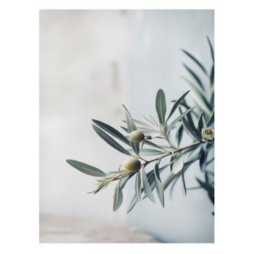 Canvastavla - Delicate olive branch in blossom