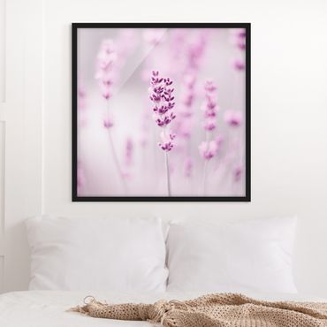 Bild mit Rahmen - Zartvioletter Lavendel - Quadrat