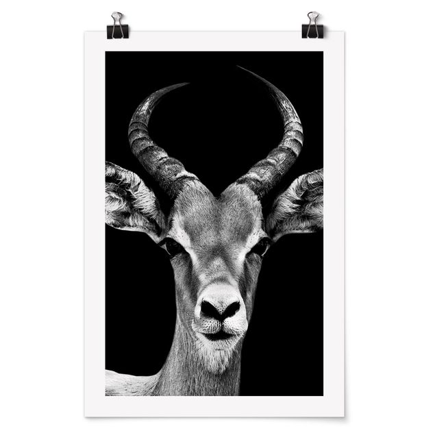 Tavlor Afrika Impala antelope black and white