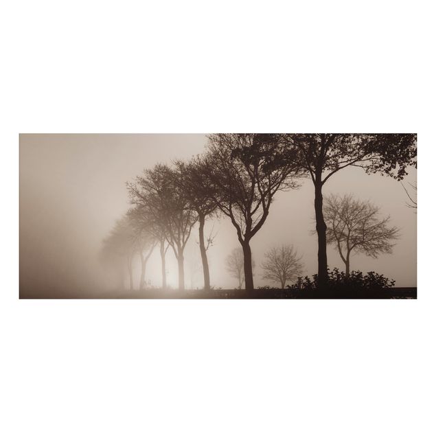 Tavlor träd Tree Avanue In Morning Mist
