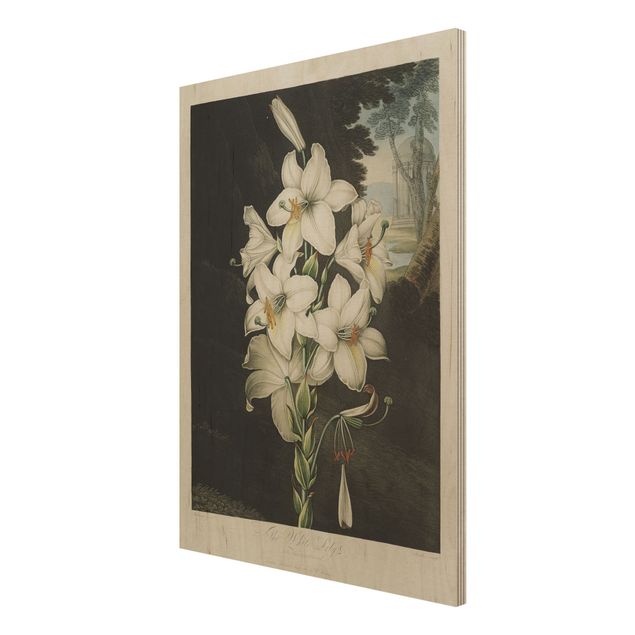 Trätavlor vintage Botany Vintage Illustration White Lily