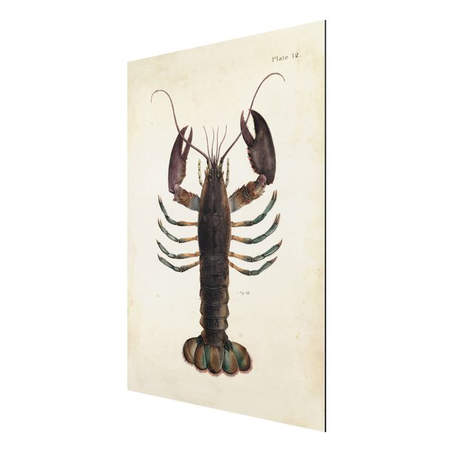 Tavlor vintage Vintage Illustration Lobster