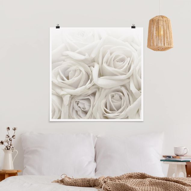 Posters blommor  White Roses