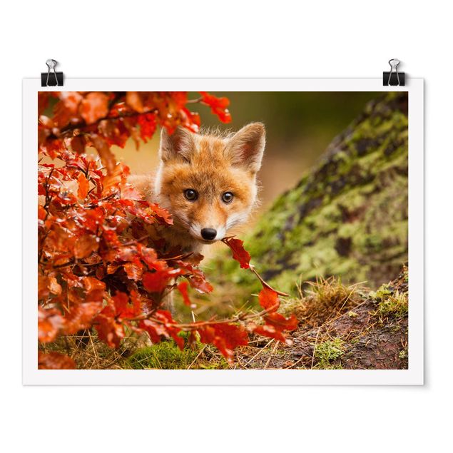 Posters blommor  Fox In Autumn
