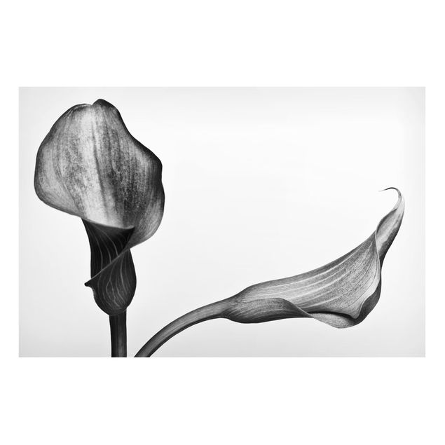 Magnettavla blommor  Calla Close-Up Black And White