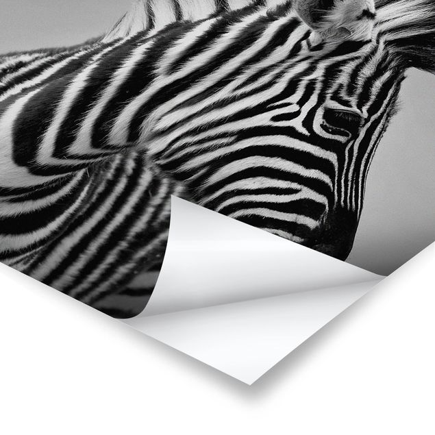 Tavlor svart och vitt Zebra Baby Portrait II