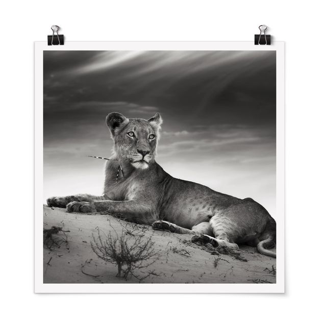 Posters svart och vitt Resting Lion