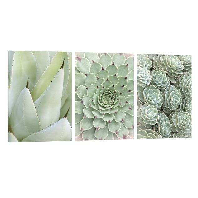 Tavlor blommor  Agave and Succulent Trio