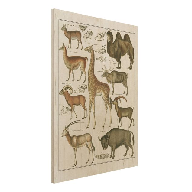 Kök dekoration Vintage Board Giraffe, Camel And IIama