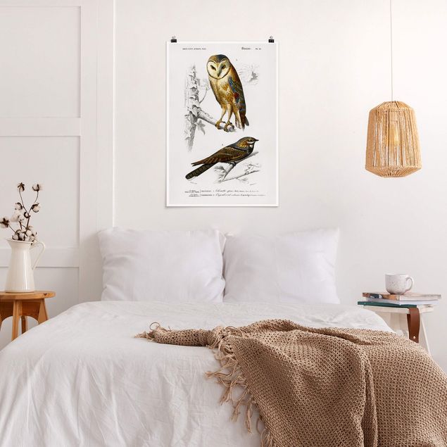 Posters vintage Vintage Board Owl And Swallow