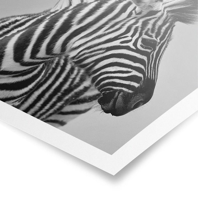 Posters djur Zebra Baby Portrait II