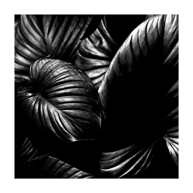 svartvita mattor Black And White Botany Hosta