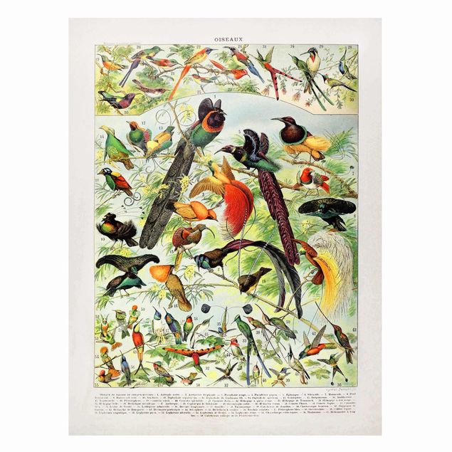 Magnettavla djur Vintage Board Birds Of Paradise