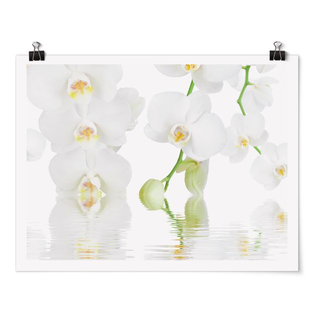 Tavlor blommor Spa Orchid - White Orchid