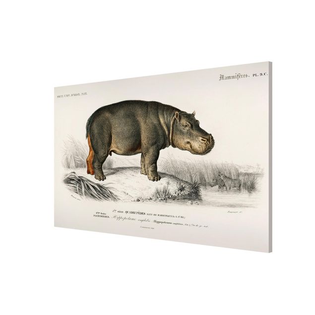 Tavlor landskap Vintage Board Hippo