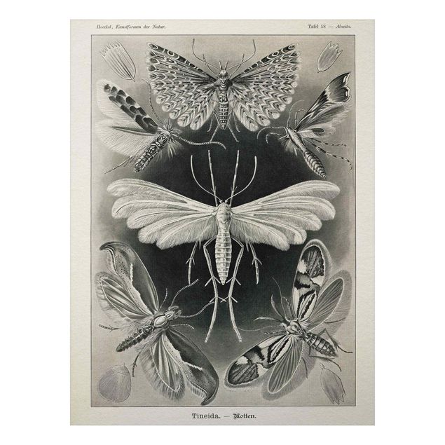 Tavlor fjärilar Vintage Board Moths And Butterflies