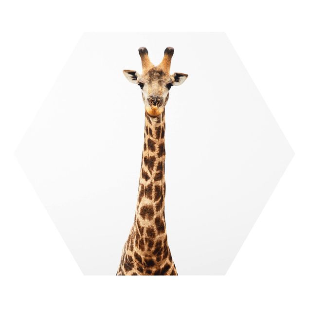 Tavlor Giraffe head