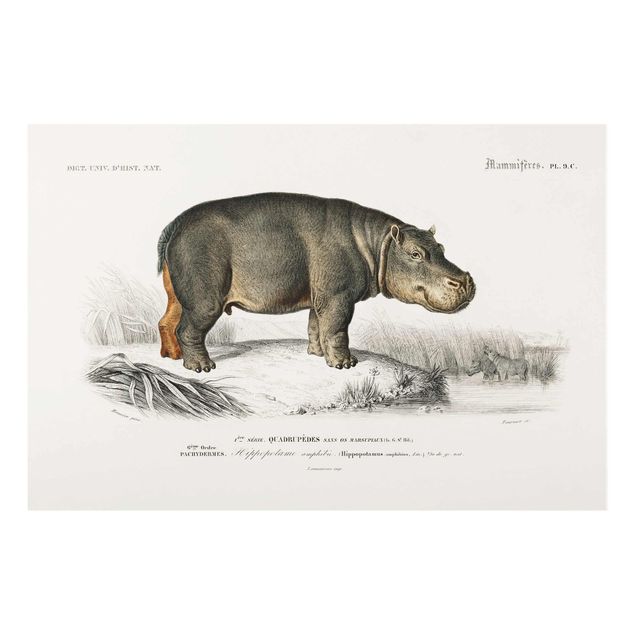 Glastavlor djur Vintage Board Hippo