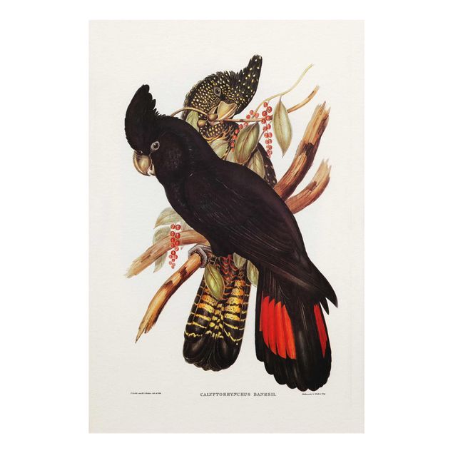 Tavlor svart Vintage Illustration Black Cockatoo Black Gold