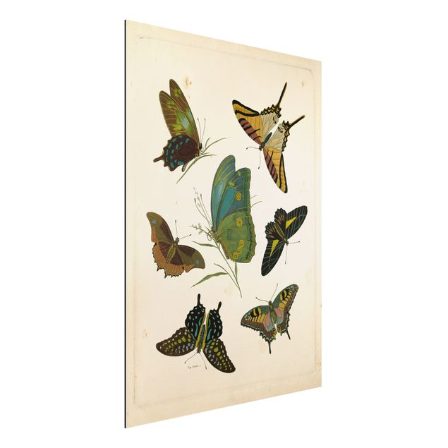 Kök dekoration Vintage Illustration Exotic Butterflies